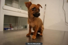 PINSCHER MINIATURA FOTOS REALES Y ACTUALES - mejor precio | unprecio.es