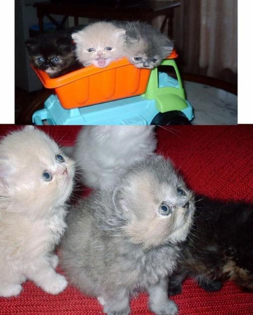 Se evnden 3 gatitos persas con pedigree