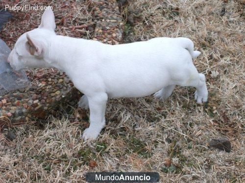 Se vende dos cachorros de bull terrier hembras atigradas