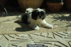 SHIH TZU EJEMPLARES MUY CHATOS CRIADOS EN FAMILIA - mejor precio | unprecio.es