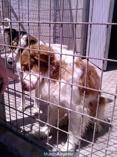 Spider, bretón joven en adopción