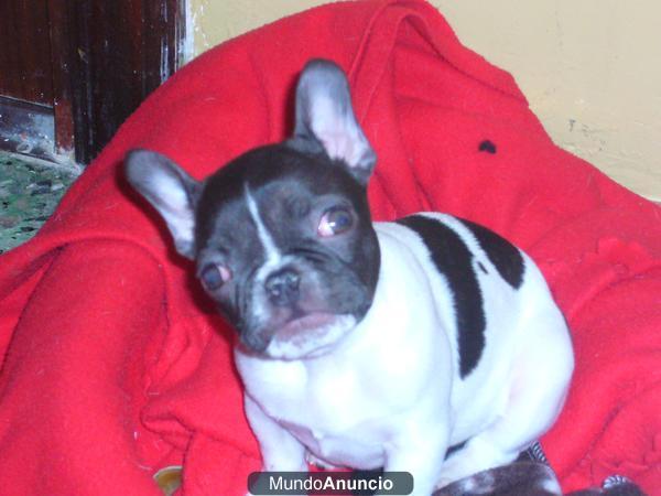 vendo bulldog frances hembra 400euro por viaje