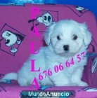 Bichon maltes, cachorros de 2 meses economicos - mejor precio | unprecio.es