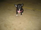 Chihuahua macho 6 meses - mejor precio | unprecio.es