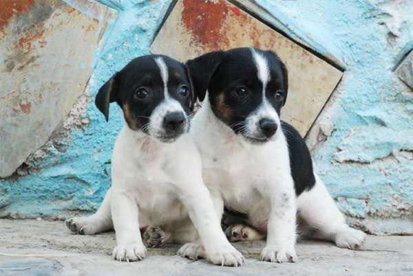 Excelentes Jack rassell, los mejores cachorros