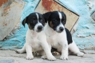 Excelentes Jack rassell, los mejores cachorros - mejor precio | unprecio.es