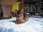 Gatos Abisinios - mejor precio | unprecio.es