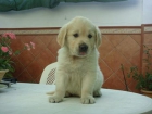 Golden retriever cachorros con dos meses - mejor precio | unprecio.es