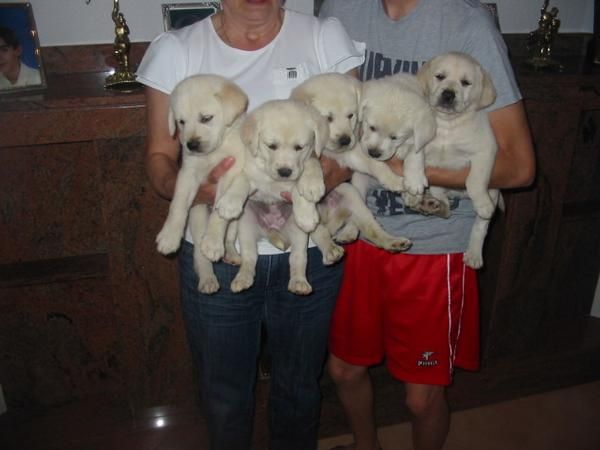Labradores retriever,dorados y negros,cachorros,economicos.