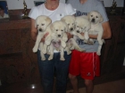 Labradores retriever,dorados y negros,cachorros,economicos. - mejor precio | unprecio.es