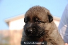 pastor aleman trabajo cachorros - mejor precio | unprecio.es