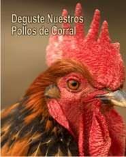 POLLOS DE CORRAL Y CAPONES