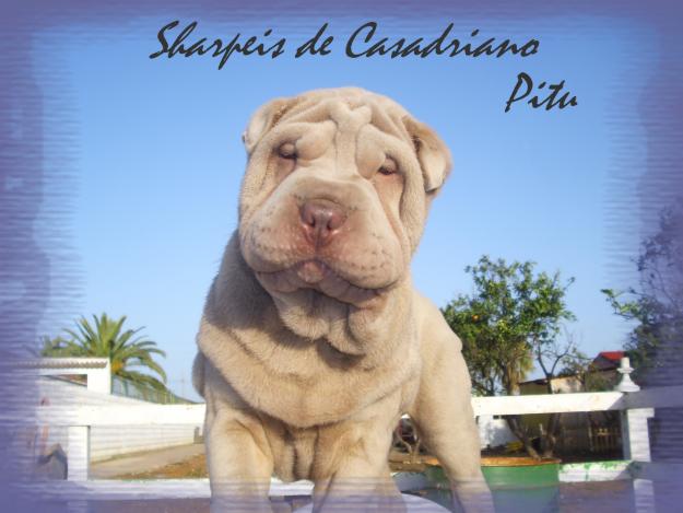 PRECIOSO CACHORRO SHAR PEI COLOR LILAC - PURA ARRUGA