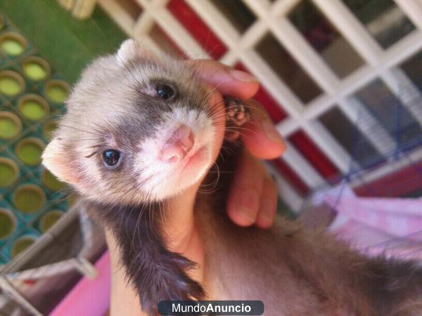 VENDO HURONES DE 2 MESES A 40€