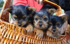 blanco cachorros yorkshire terrier marrón ya están disponibles para ir a un nuevo hogar, - mejor precio | unprecio.es