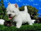Cachorros de West H.W. Terrier - mejor precio | unprecio.es