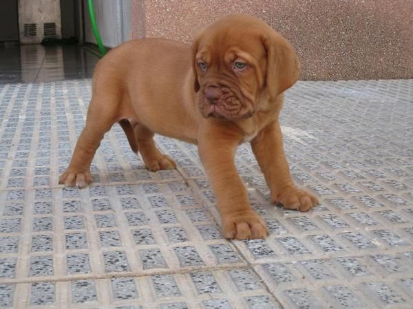 Dogos de Burdeos cachorros espectaculares