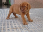 Dogos de Burdeos cachorros espectaculares - mejor precio | unprecio.es