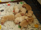 excelente camada de labrador - mejor precio | unprecio.es