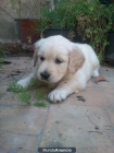 Golden retriever cachorros - mejor precio | unprecio.es
