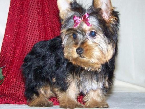 Precioso yorkie machito y hembrita