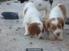 Se venden cachorros de breton frances (camada de bretones) - mejor precio | unprecio.es