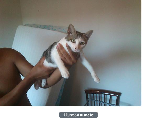 2 Gatitas buscan casa