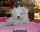 Bichon Maltes 300€ - mejor precio | unprecio.es