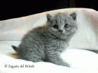 British Shorthair y longhair "El Zaguán del British" - mejor precio | unprecio.es