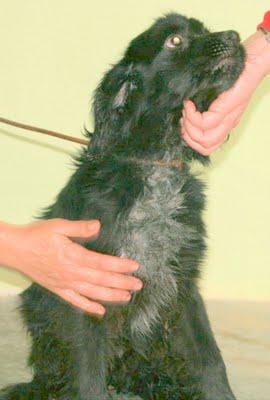 Cachorrito mezcla de cocker en adopcion