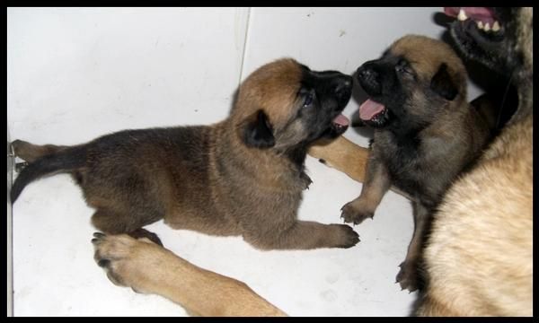 CACHORROS MALINOIS DE CALIDAD.