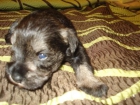 CACHORROS SCHNAUZER MINI SAL Y PIMIENTA - mejor precio | unprecio.es