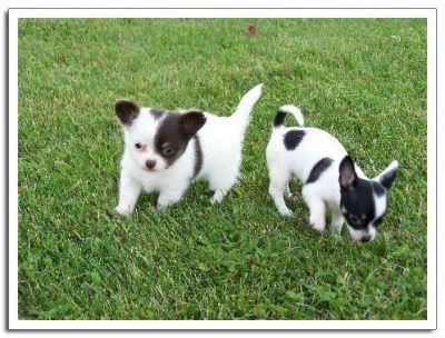 chihuahuas tamaño pequeño