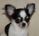 Hermoso muy pequeña de pelo largo Chihuahua cachorros - mejor precio | unprecio.es