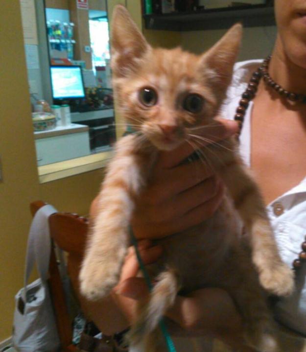 Leo,gatito de dos meses en adopción