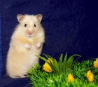 Residencia para hamster - mejor precio | unprecio.es