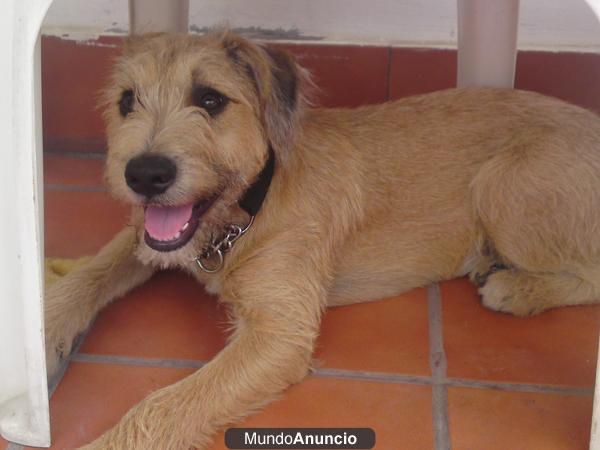 se vende perrita