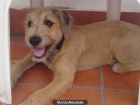 se vende perrita - mejor precio | unprecio.es