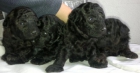 Vendo cachorritos de Caniche Enano - mejor precio | unprecio.es