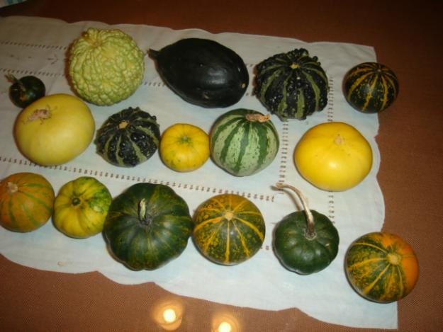 Vendo calabazas decorativas.