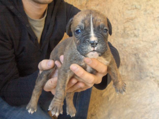 Vendo último cachorro boxer macho 250 E Cádiz