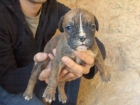 Vendo último cachorro boxer macho 250 E Cádiz - mejor precio | unprecio.es