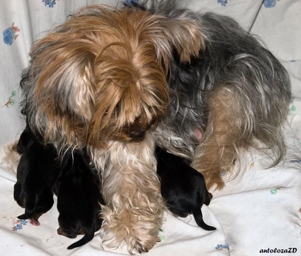 Yorkshire Terrier ¡Preciosa camada!