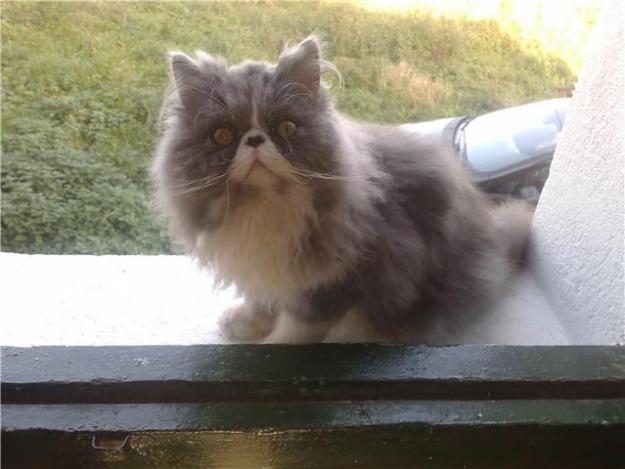 !!!!!!   PERDIDO GATO  Y GATA PERSA GRIS   EN ASTURIAS CUDILLERO   !!!!!!!!!