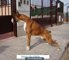 Cachorros boxer de exposicion - mejor precio | unprecio.es