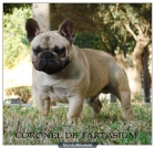 CACHORROS DE BULLDOG FRANCES - mejor precio | unprecio.es