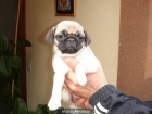 CACHORROS DE CARLINO 500 - mejor precio | unprecio.es