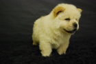 chow chow , cacachorritos disponible - mejor precio | unprecio.es