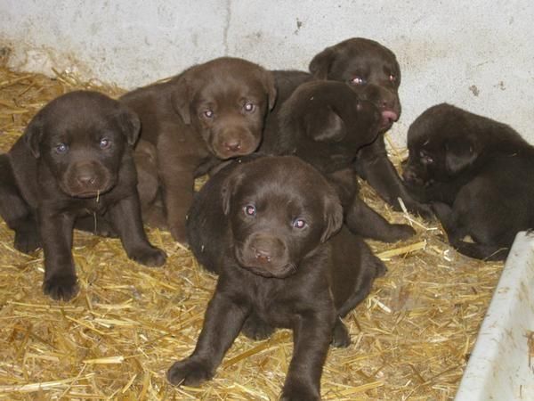 LABRADOR CHOCOLATE