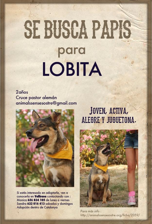 Lobita, 2 anos cruce pastor aleman en adopcion!